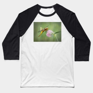 Broad-bodied Chaser female on red clover flower Baseball T-Shirt